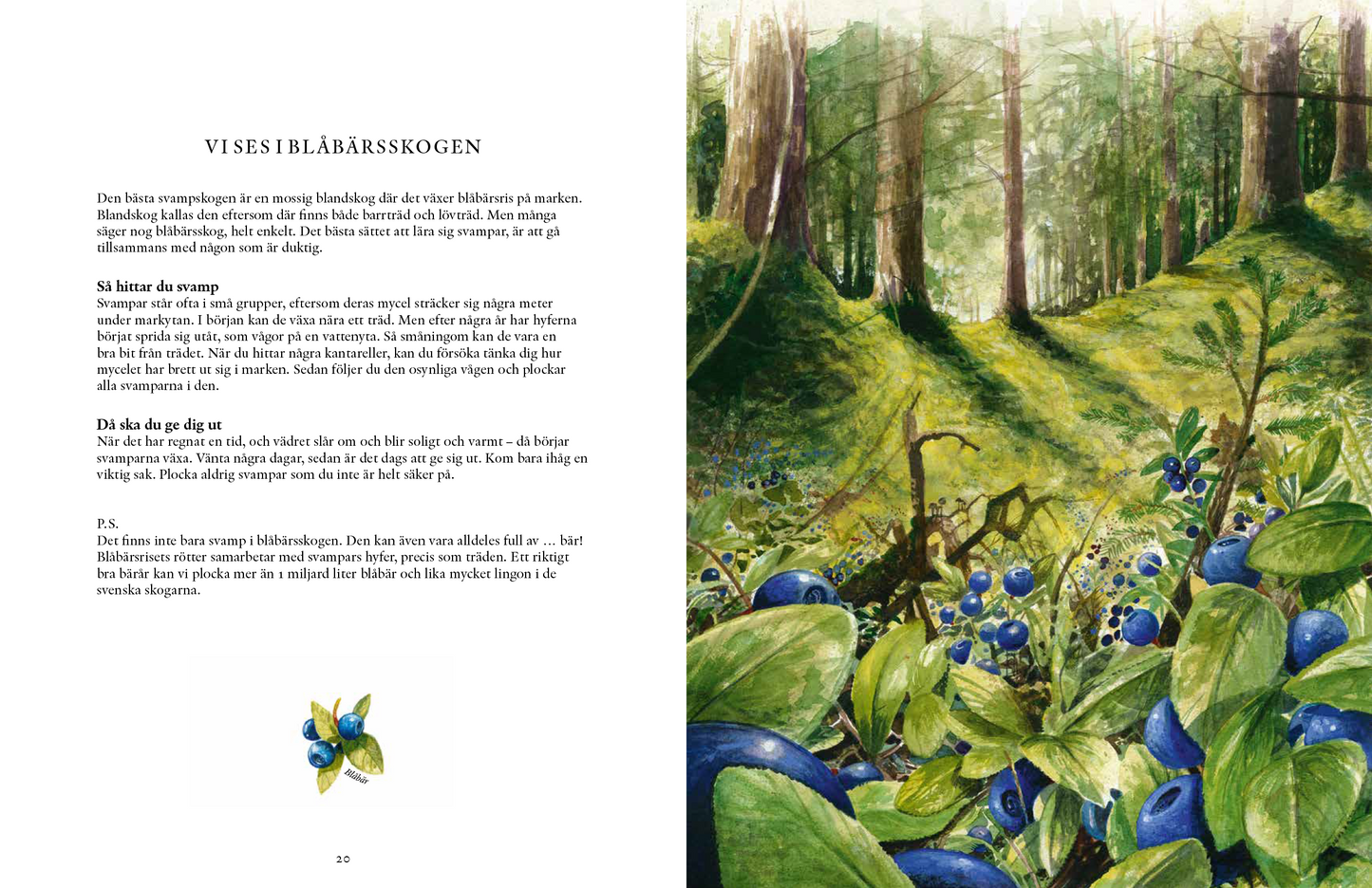 Svampskogens hemligheter