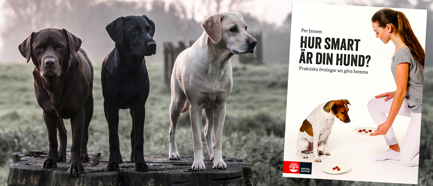 Hur smart är din hund : praktiska övningar att göra hemma