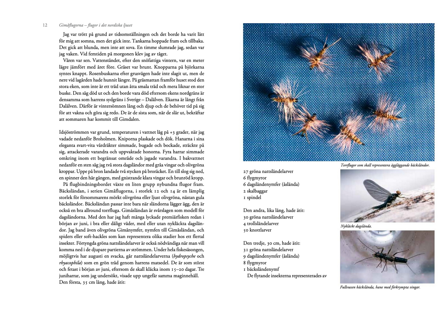 Gimåflugorna – flugor i det nordiska ljuset