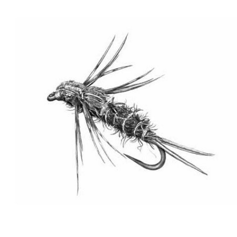 Gimåflugorna – flugor i det nordiska ljuset