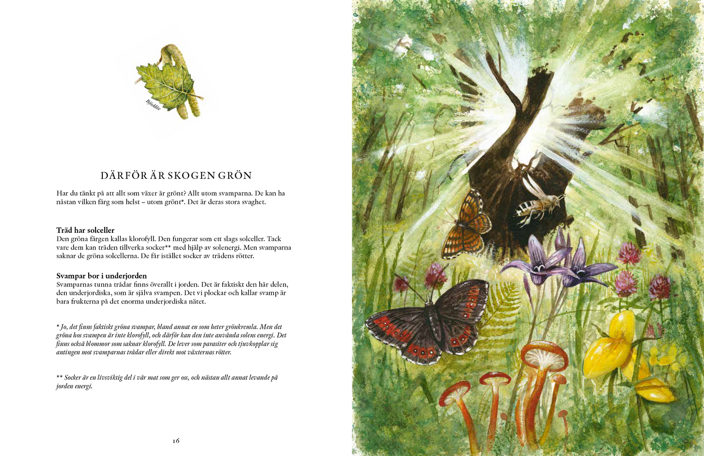 Svampskogens hemligheter