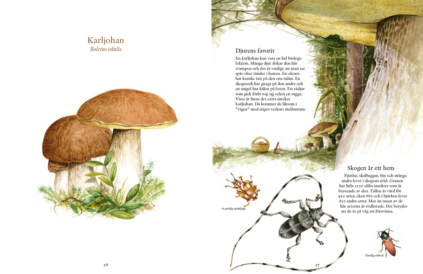 Svampskogens hemligheter