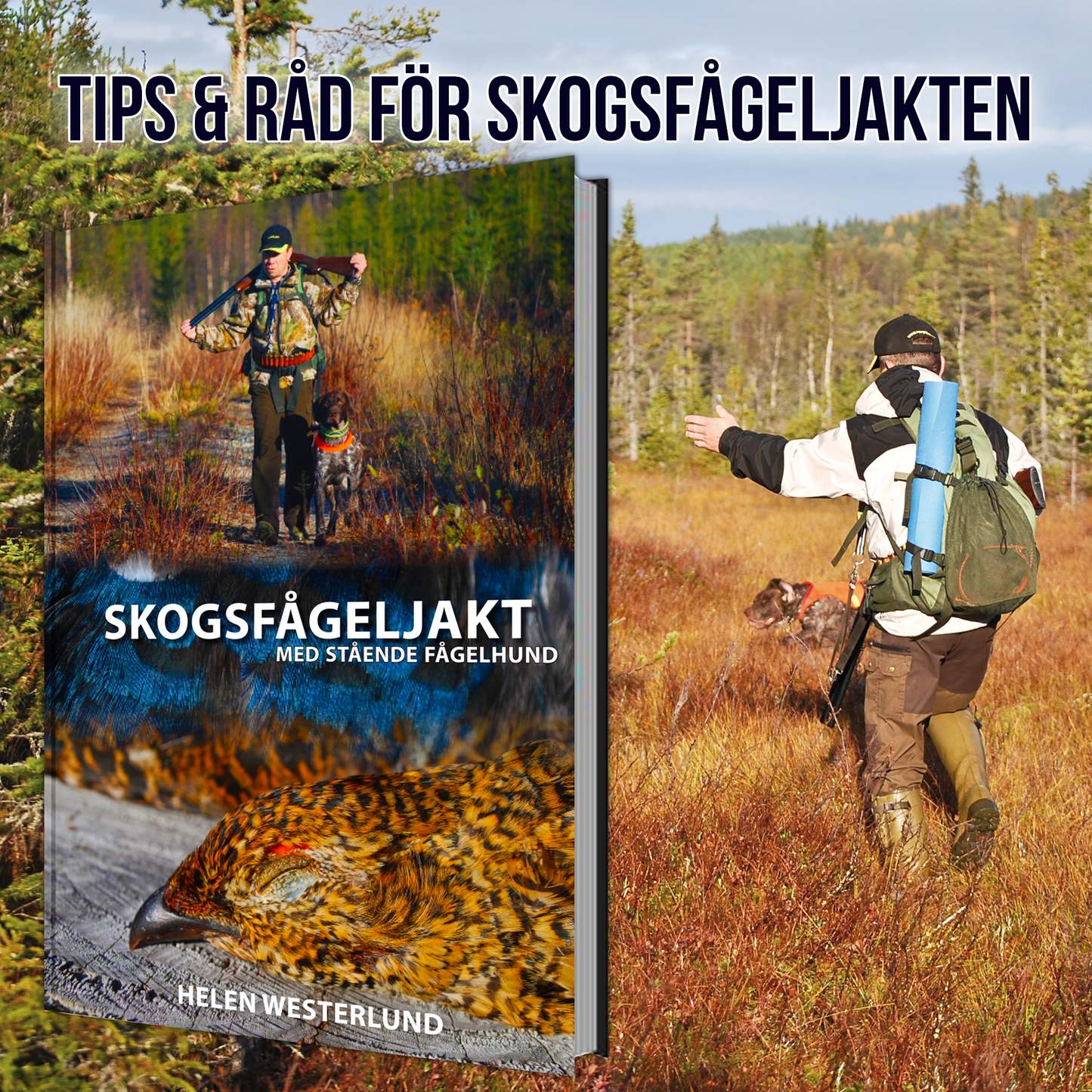 Skogsfågeljakt med stående fågelhund