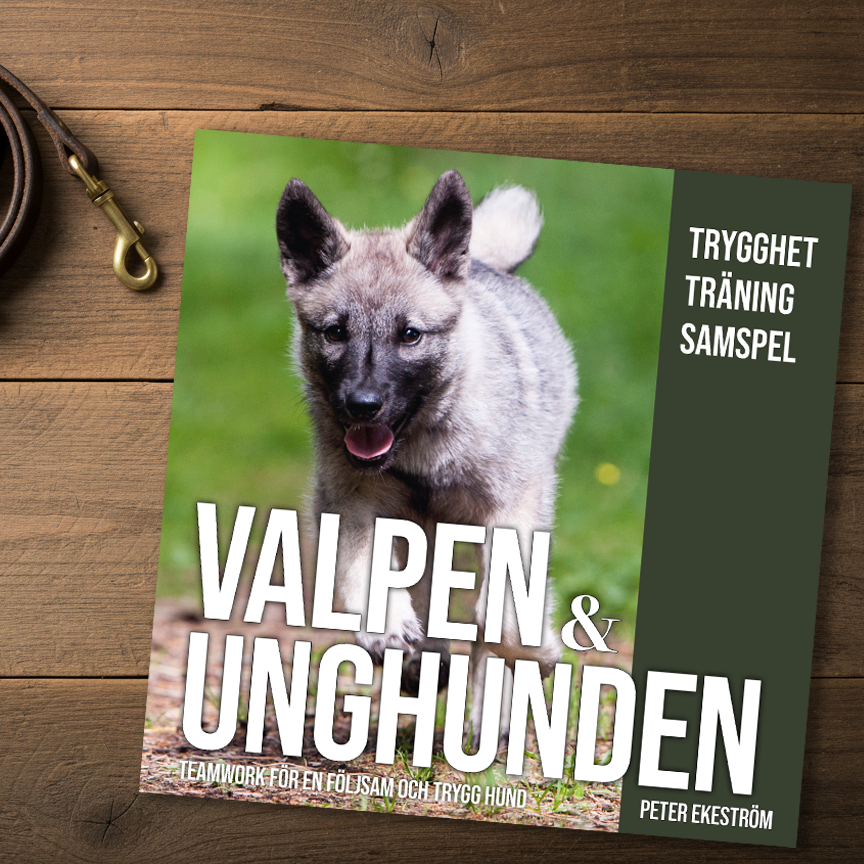 Valpen & Unghunden – Teamwork för en följsam och trygg hund